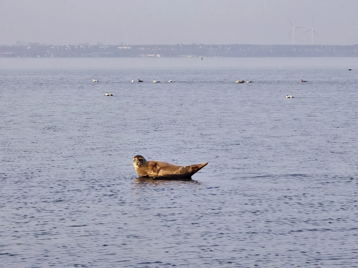 Robbe Strukkamp Robbe auf einem Stein vor der Küste von Fehmarn an der Ostsee.