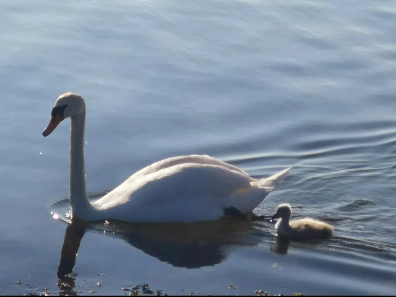 Schwan Schwan auf der Ostsee vor der Küste von Fehmarn