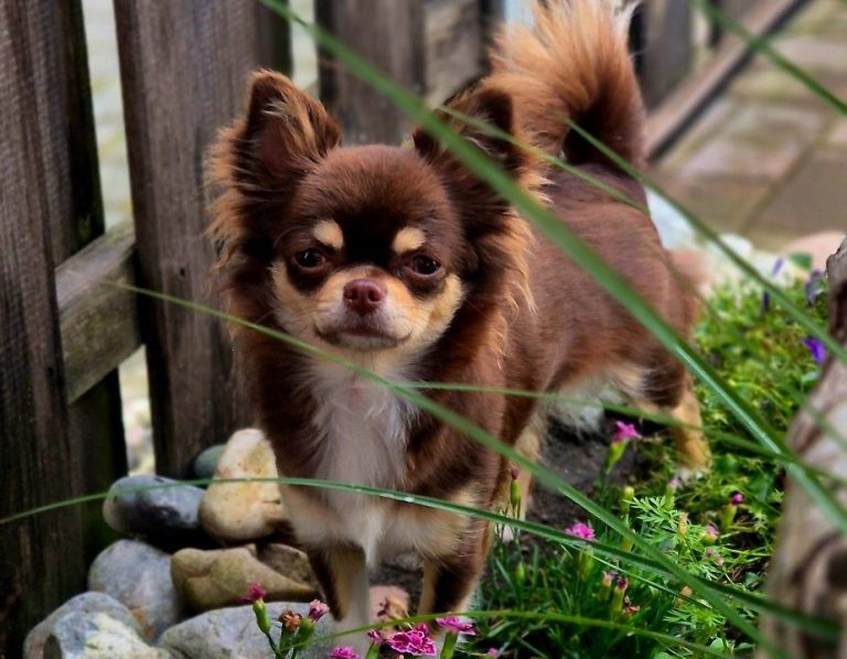 Kleiner Hund im Garten auf Fehmarn – hundefreundliche Ferienwohnungen für Urlaub mit Hund an der Ostsee