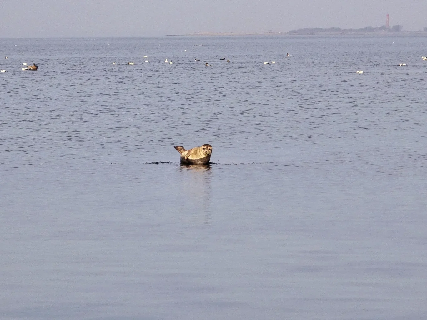 Robbe Strukkamp Robbe auf der Ostsee vor Fehmarn